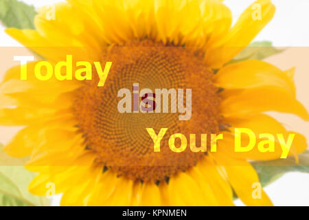 Today is your day inspirational quote Stock Photo