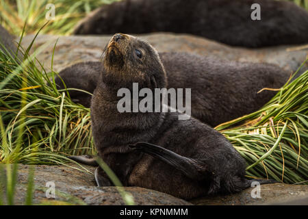 Antarctic fur seal pup on grassy rock Stock Photo