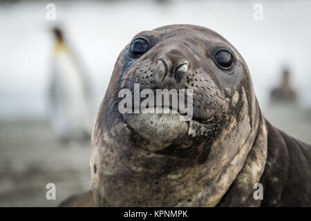 Close-up of elephant seal with penguins behind Stock Photo