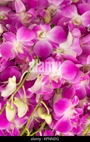 flowers at the Warorot Market in the city of Chiang Mai in North Thailand in Thailand in southeastasia. Stock Photo