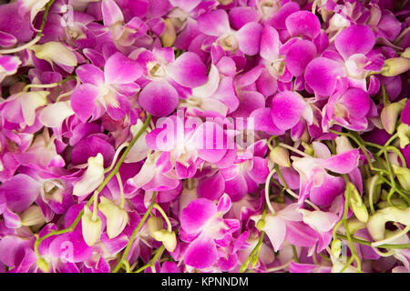 flowers at the Warorot Market in the city of Chiang Mai in North Thailand in Thailand in southeastasia. Stock Photo