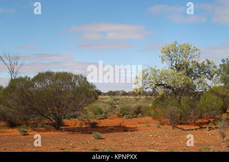 The Australian bush Stock Photo