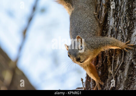 Fox Squirrel Hanging Upside down from Tree. Text Left Stock Photo