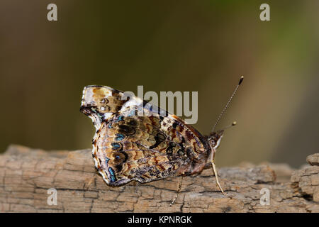 Red Admiral Butterfly side view with wings closed, closeup selec Stock Photo