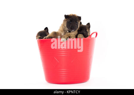 Three Belgian Shepherd Tervuren puppy's in plastic bucket, isolated, white studio background Stock Photo