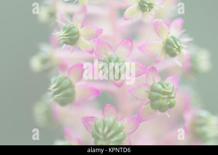American Pokeweed, blurred for background or template Stock Photo