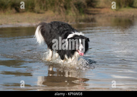 Border collie running in water Stock Photo