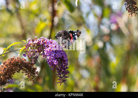 peacock butterfly on flower Stock Photo