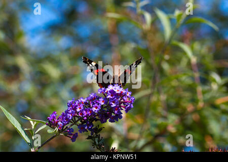 peacock butterfly on flower Stock Photo