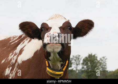 closeup of cow Stock Photo