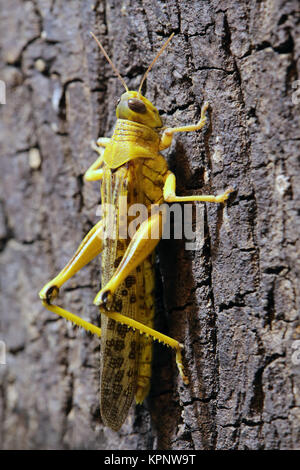 macro desert locust schistocerca gregaria Stock Photo