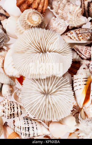 background of from different types of sea shells Stock Photo