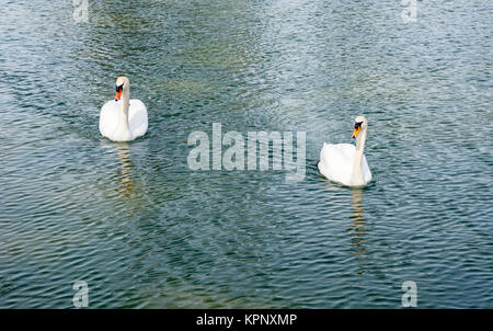 Two adult mute swans approaching on water. Stock Photo