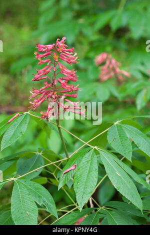 Red Buckeye (Aesculus pavia) blooming at Congaree Bluffs Heritage Preserve along the Congaree River, South Carolina in spring. Stock Photo