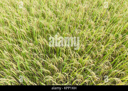 Close up top view rice fields Stock Photo