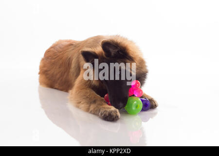 Belgian Shepherd Tervuren puppy, six months old, shiny white floor and white studio background Stock Photo