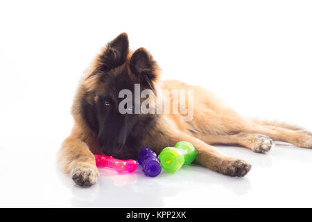 Belgian Shepherd Tervuren puppy, six months old, shiny white floor and white studio background Stock Photo