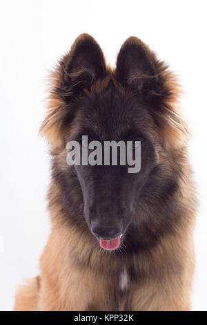 Belgian Shepherd Tervuren dog puppy, six months old, headshot, white studio background Stock Photo