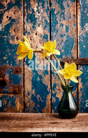 Three Stalks of Bright Yellow Daffodil Flowers in Small Dark Glass Vase on Table in front of Weathered Wooden Door with Rusted Iron Fixtures and Chipped Blue Paint Stock Photo