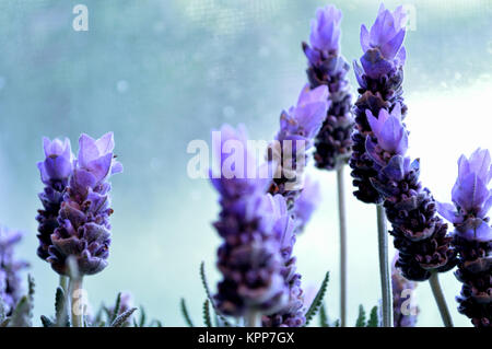 Lavender plant in front of window. Stock Photo