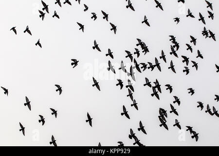 pigeons flocking and flying Stock Photo