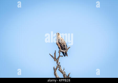 Lesser-spotted eagle in a tree in the Kruger National Park. Stock Photo