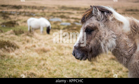 two wild ponies Stock Photo