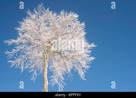 Snow covered  beech tree round crown and blue sky space Stock Photo