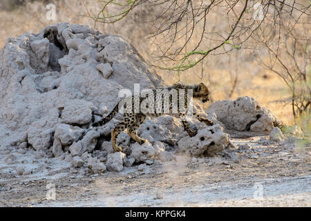 Cheetah cub watching out for mum Stock Photo
