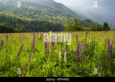 Lupine flowers in a meadow at the White Mountains National Forest, New Hampshire, USA. Stock Photo