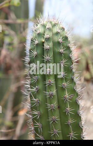 Close up of cactus in the outback, Aruba, Caribbean.