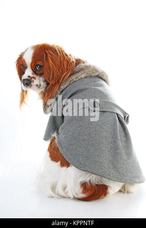 Dog coat. Puppy wearing winter coat. Dog Coat Jacket Pet Supplies Clothes Winter Apparel Clothing Puppy Costume. Elegant dog coat on isolated white studio photo. Stock Photo