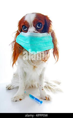 Sick dog puppy photo illustration. Animal pet doctor vet mask on puppy. Dog with injection vaccination. Animal pet dog vet on isolated white background. Dog sickness illness illustration. Stock Photo
