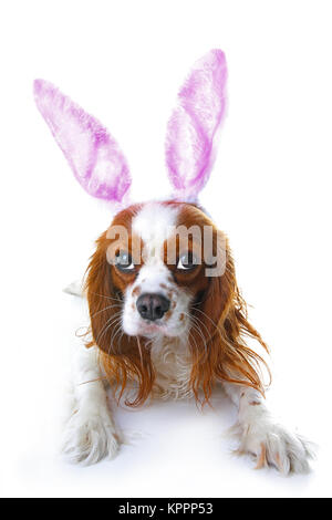 Cute easter bunny dog with rabbit ears. Happy Easter Holiday Cavalier king charles spaniel dog studio photos. Easter dog on isolated white cut out. Stock Photo