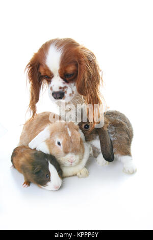 Animal friends. True pet friends. Dog rabbit bunny lop animals together on isolated white studio background. Pets love each other. Stock Photo