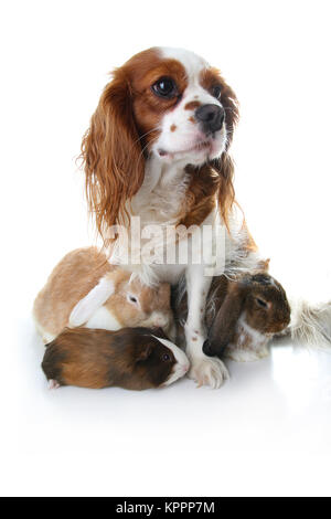 Animal friends. True pet friends. Dog rabbit bunny lop animals together on isolated white studio background. Pets love each other. Stock Photo