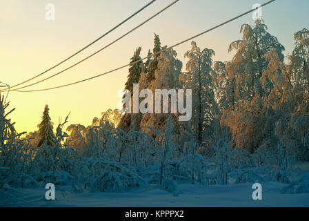 iced wires of transmission lines over a glade in a winter snow-covered forest Stock Photo