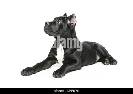beautiful cane corso puppy Stock Photo