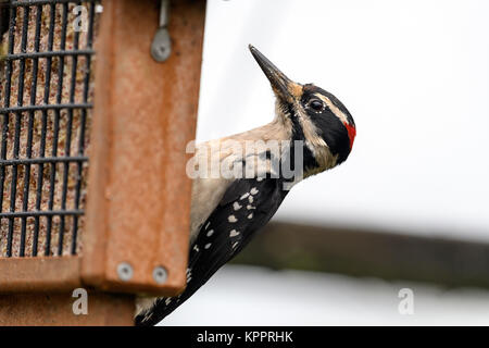 Downy woodpecker (Dryobates pubescens) eating from a suet feeder Stock Photo