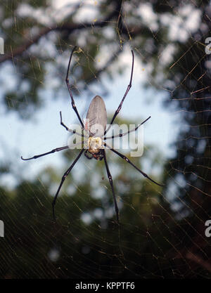 Giant orb weaver spider (Nephila pilipes), female with tiny attendant male, Cairns, Queensland, Australia Stock Photo