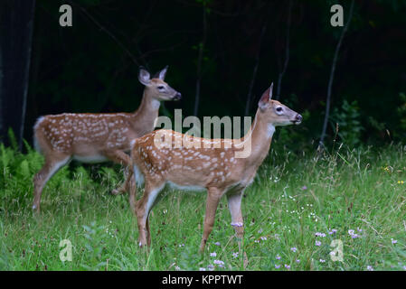 Twin alert whitetail deer fawns standing in a meadow on the edge of a dark Adirondack forest looking and watching, selective focus on the closer fawn. Stock Photo