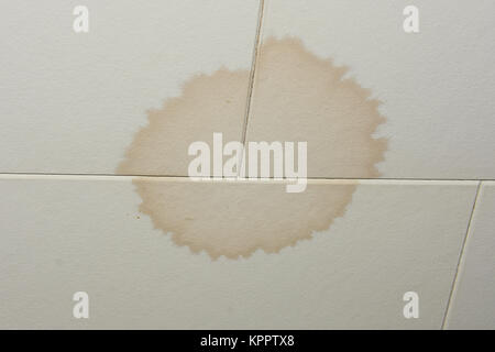 Water stained ceiling tile from a leaking roof. Stock Photo