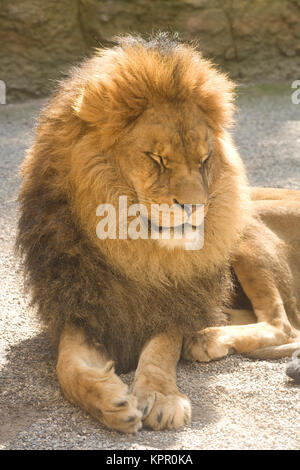 Europe, Germany, Wuppertal, the Zoo, male lion (Panthera leo).  Europa, Deutschland, Wuppertal, Zoo Wuppertal, maennlicher Loewe (Panthera leo). Stock Photo