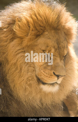 Europe, Germany, Wuppertal, the Zoo, male lion (Panthera leo).  Europa, Deutschland, Wuppertal, Zoo Wuppertal, maennlicher Loewe (Panthera leo). Stock Photo