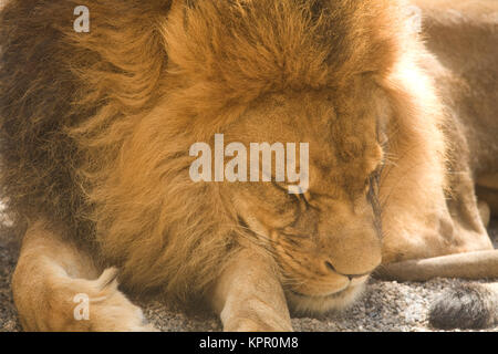 Europe, Germany, Wuppertal, the Zoo, male lion (Panthera leo).  Europa, Deutschland, Wuppertal, Zoo Wuppertal, maennlicher Loewe (Panthera leo). Stock Photo