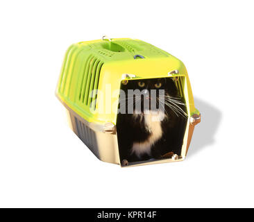 black cat sits in the portable cage isolated Stock Photo
