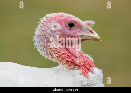 young turkey in free range Stock Photo