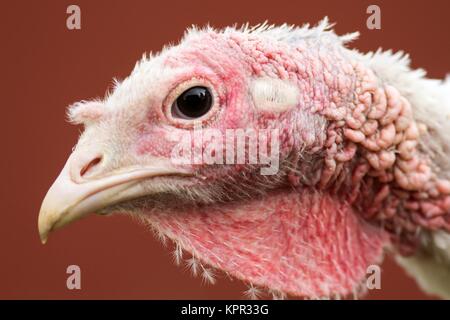 young turkey in free range Stock Photo