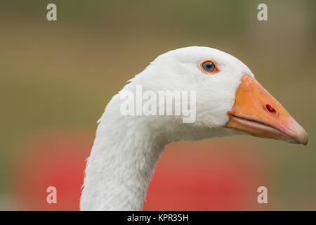young house goose Stock Photo