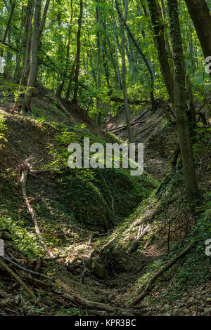 Beech Forest in spring Stock Photo